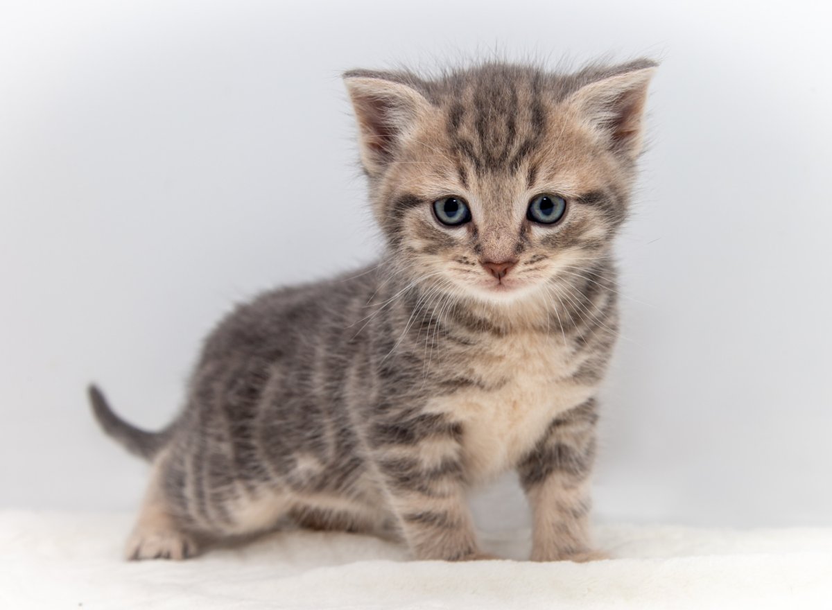 Серый котенок спит