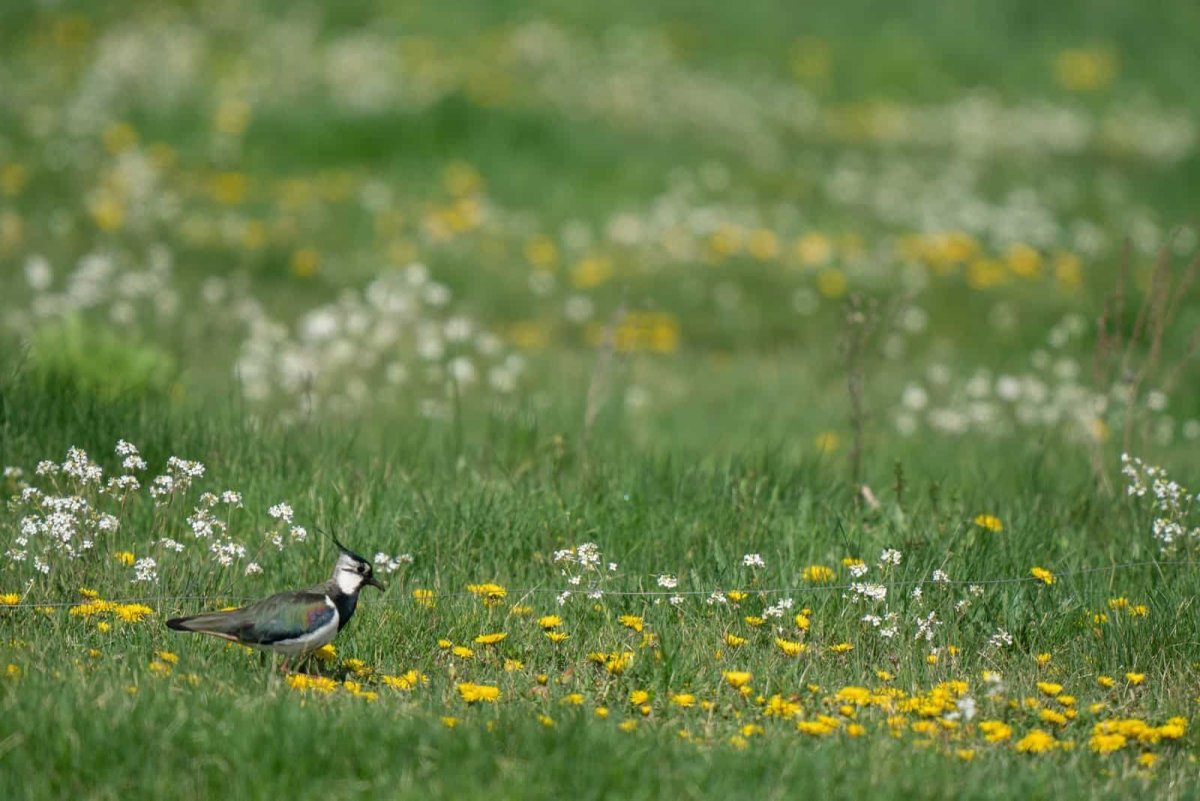Марджолен Бастин бабочки