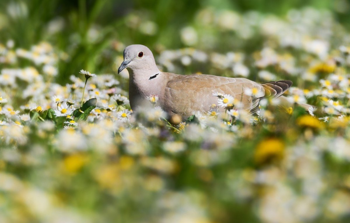 Птицы полей и лугов