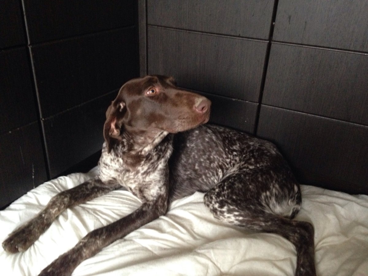 Сеттер Пойнтер Курцхаар черный