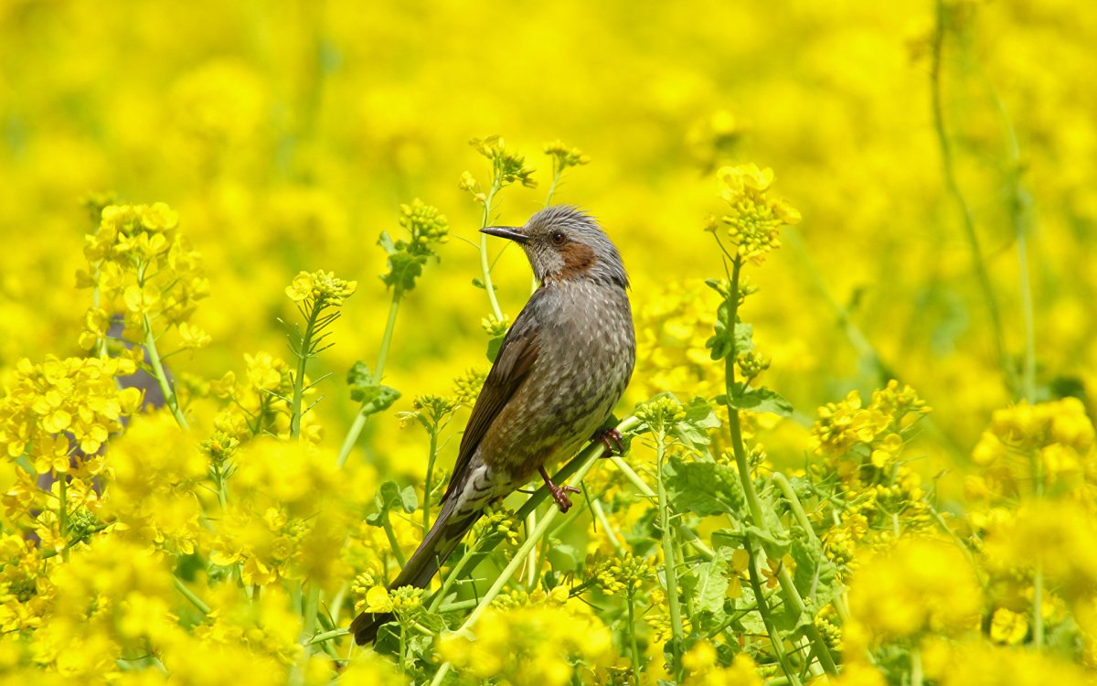Летние птицы