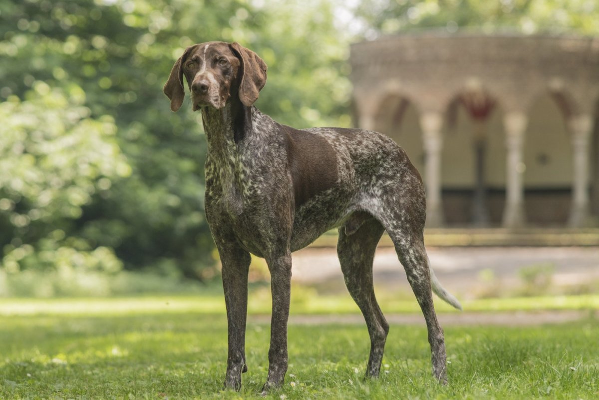 Курцхаар с человеком