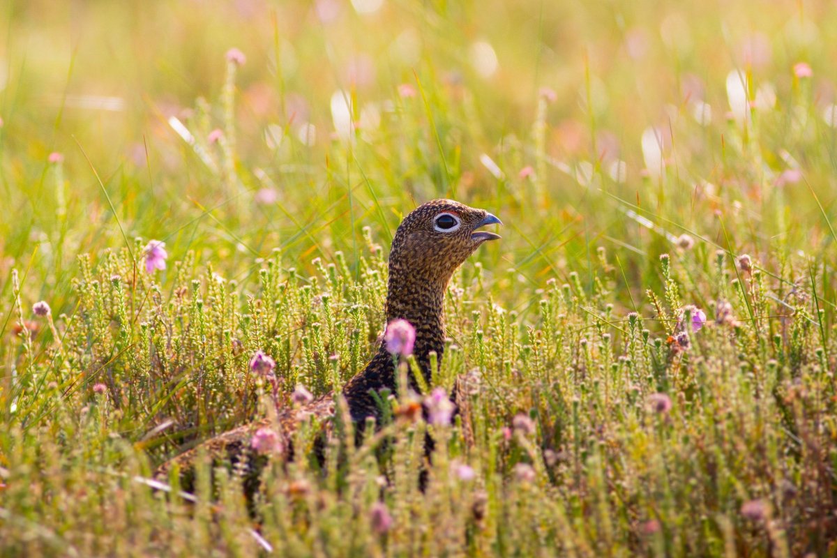 Ястреб дербник