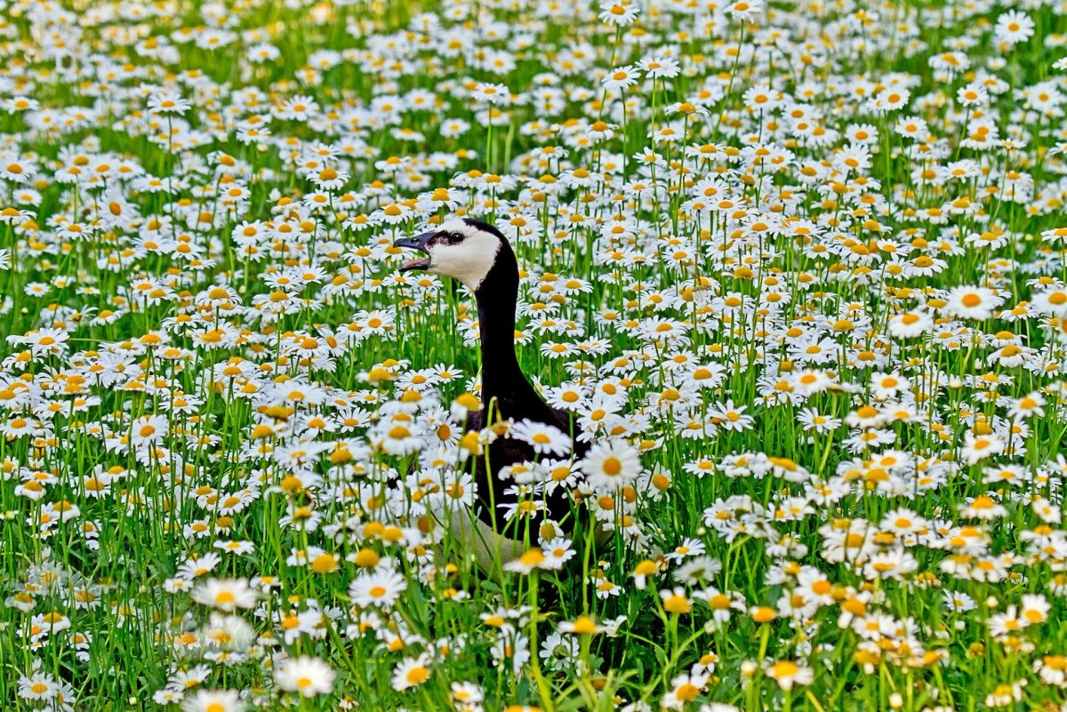 Птицы полей и лугов