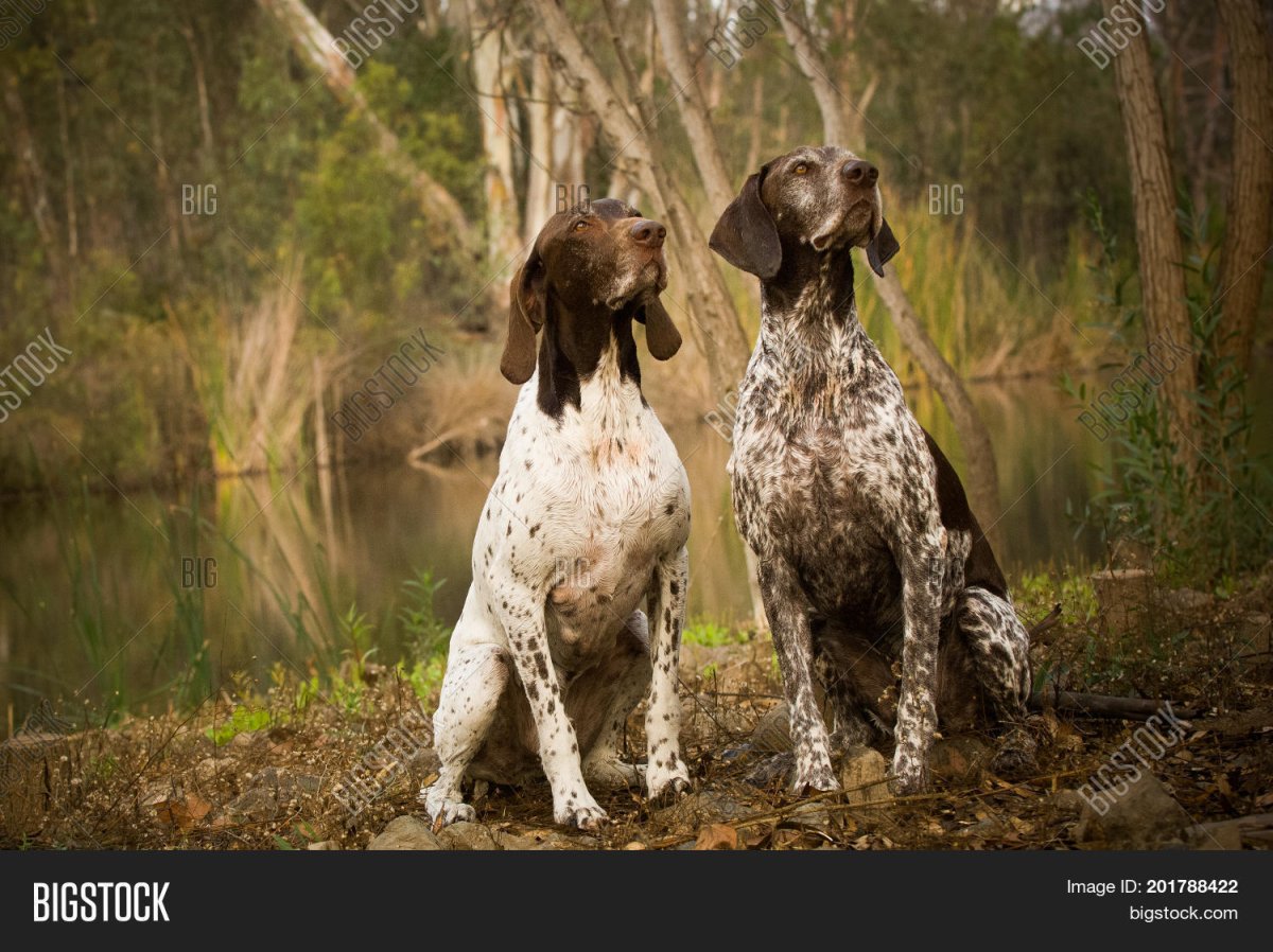 Курцхаар карликовый