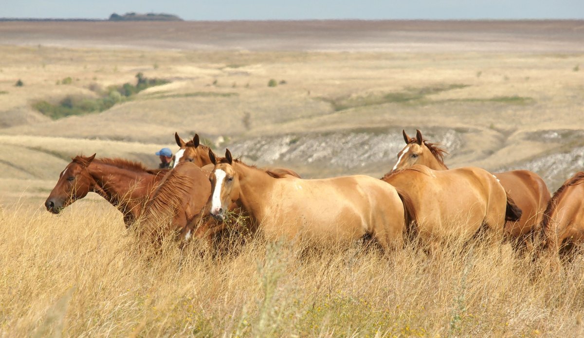 Калмыкия Дикие лошади