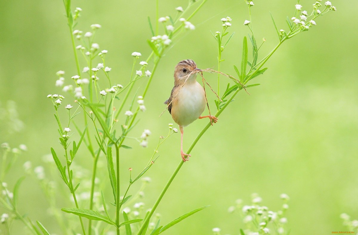 Птицы и полевые травы