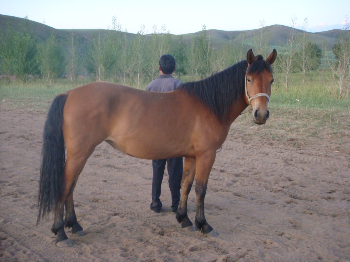Монгол лошади порода