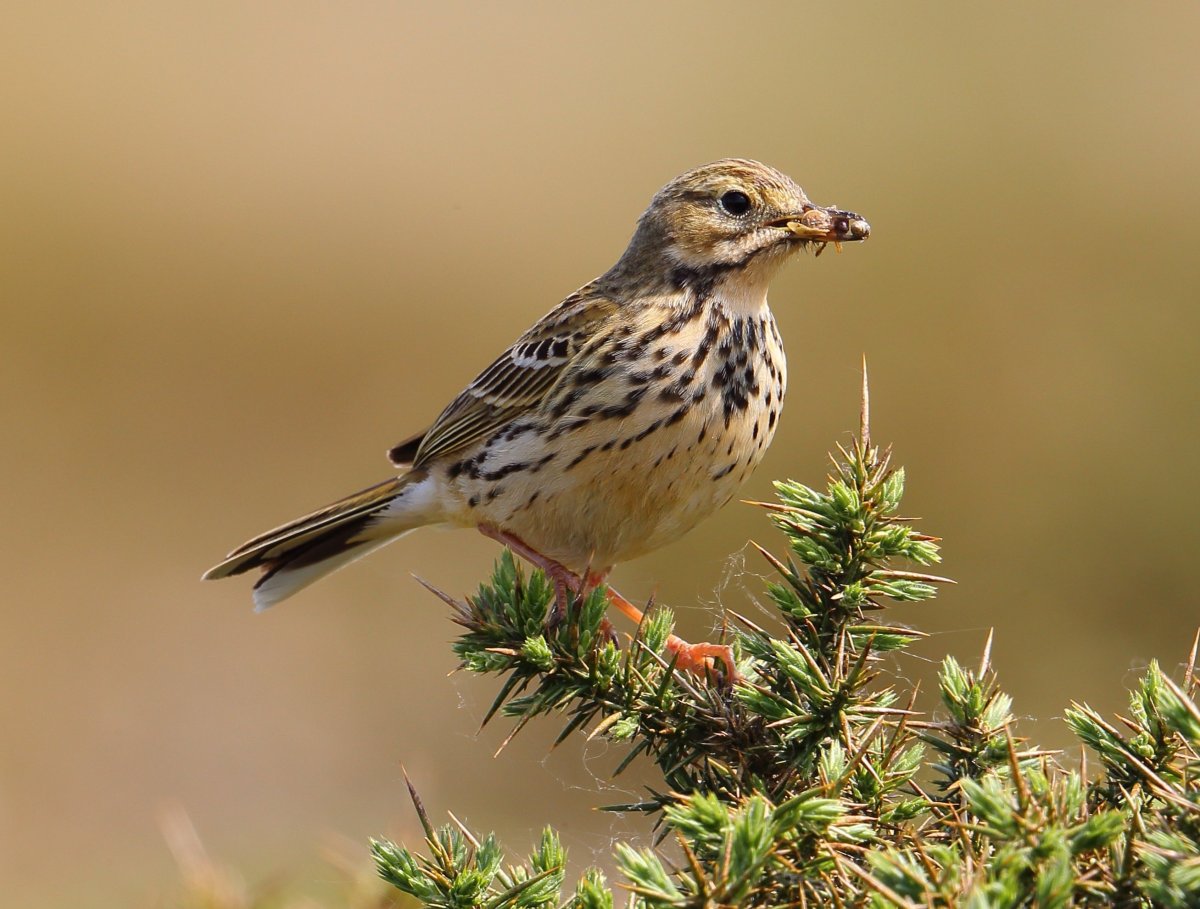 Луговой конек (Anthus pratensis) 237. Краснозобый конек