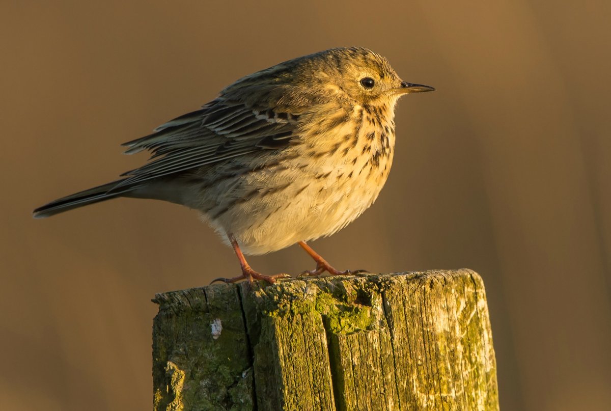 Лесной Кулик с хохолком