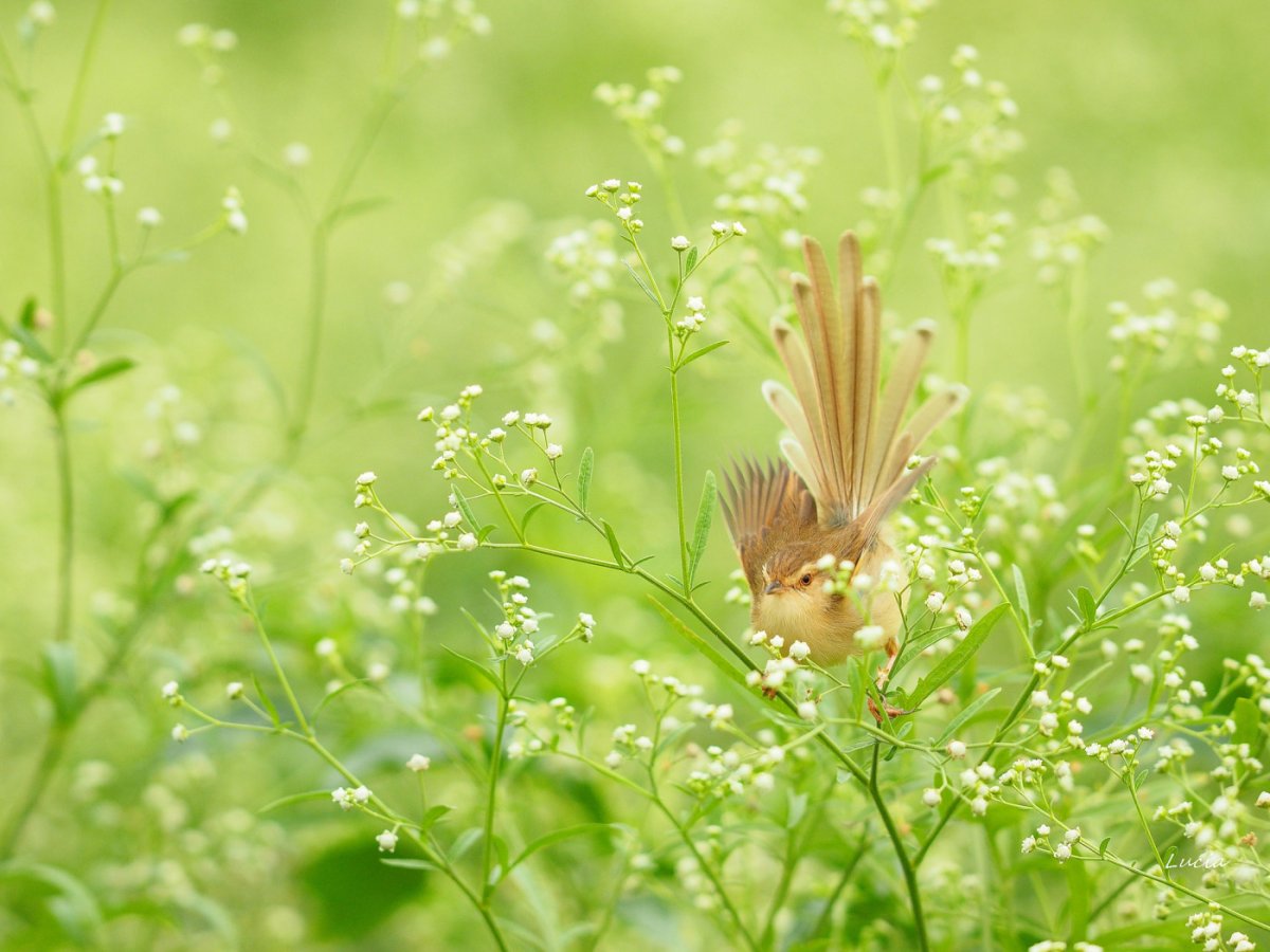 Варакушка Лесная растение