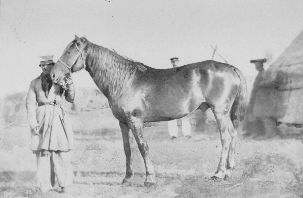 Коневодство в Калмыкии 19 век