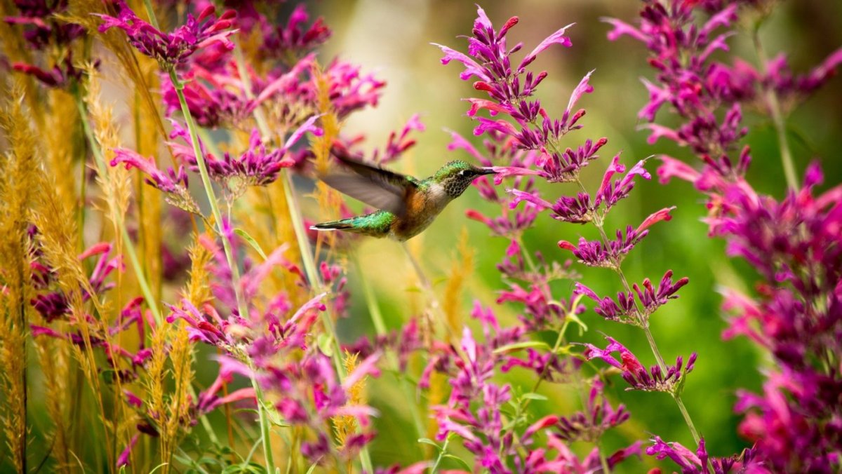 Сова в природе