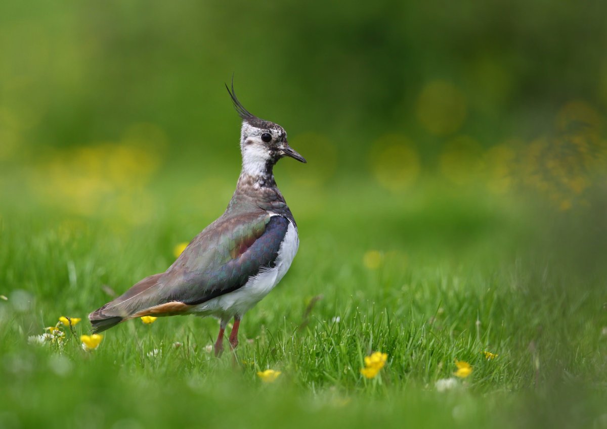 Птица в траве