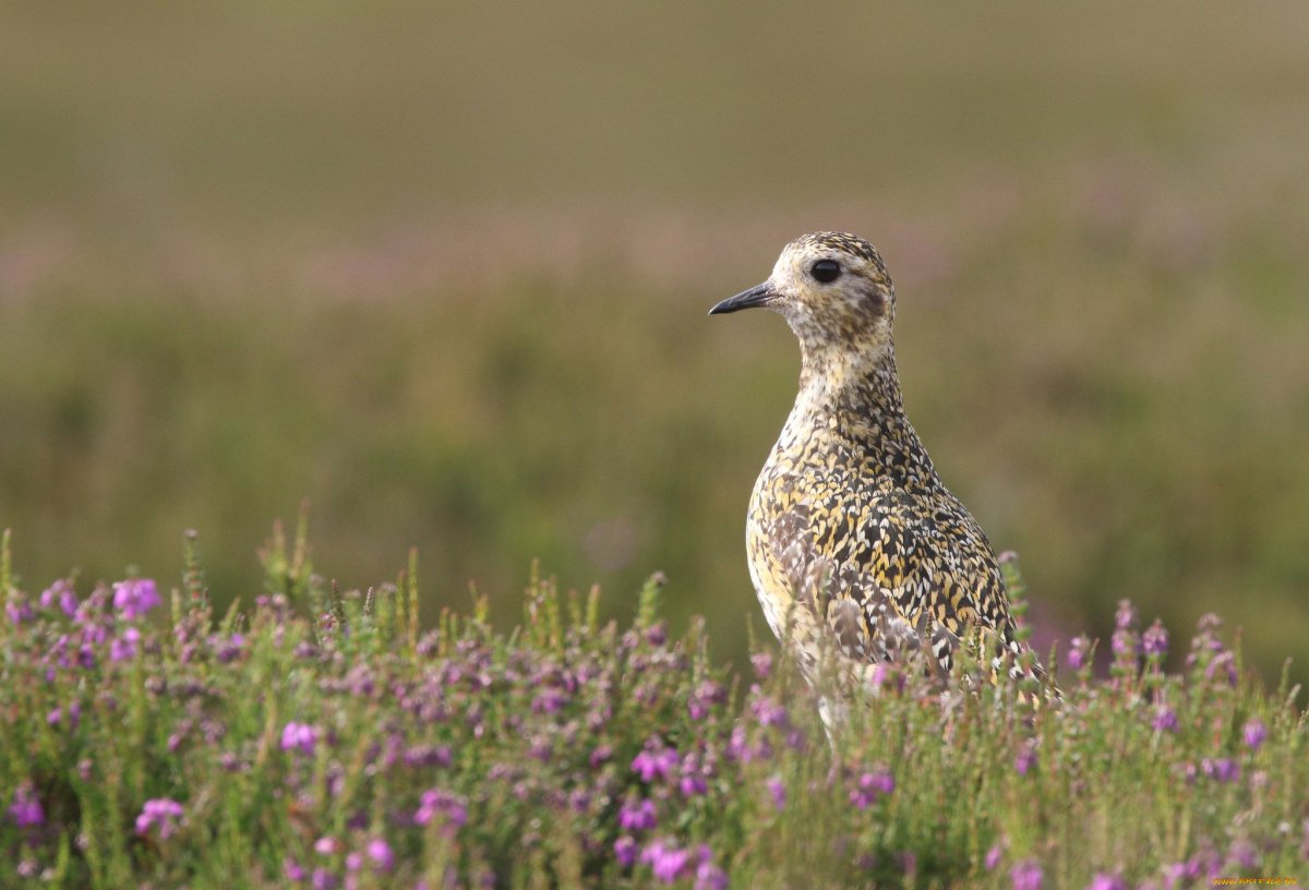Птицы обитатели лугов полей и лесов