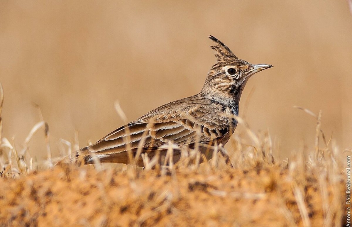 Июльские птицы