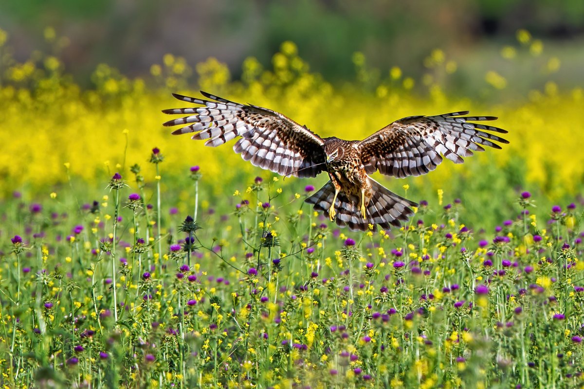 Луговые птицы