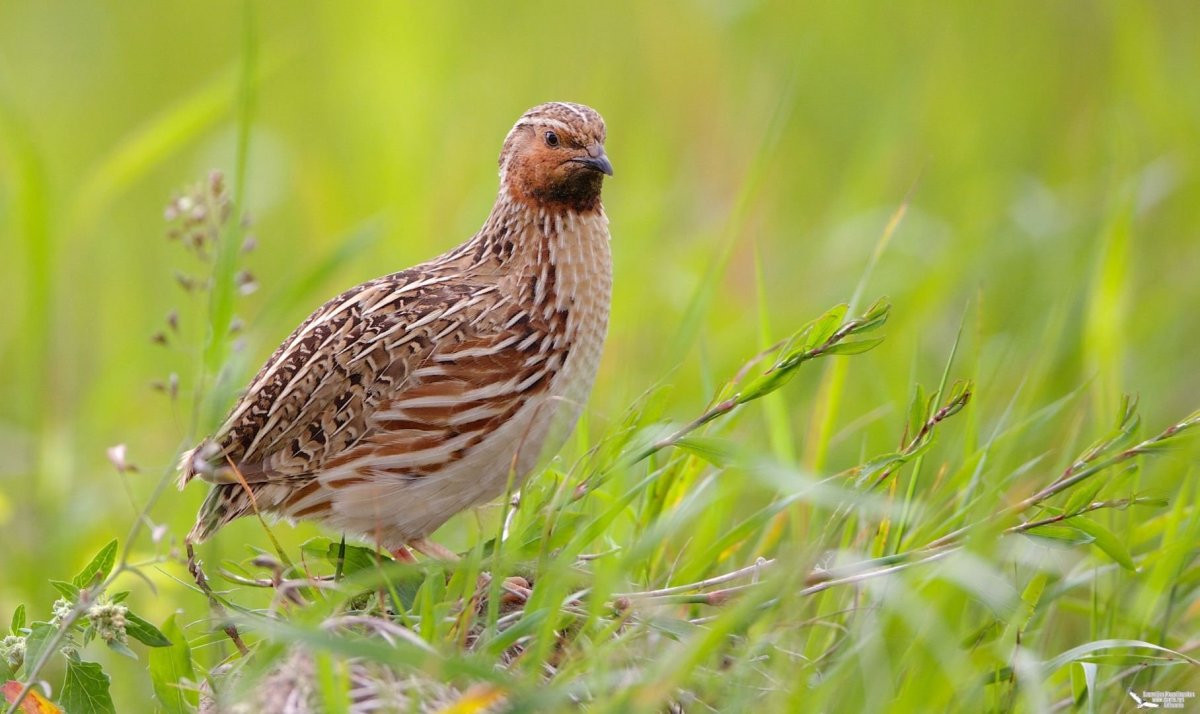 Жаворонок в поле