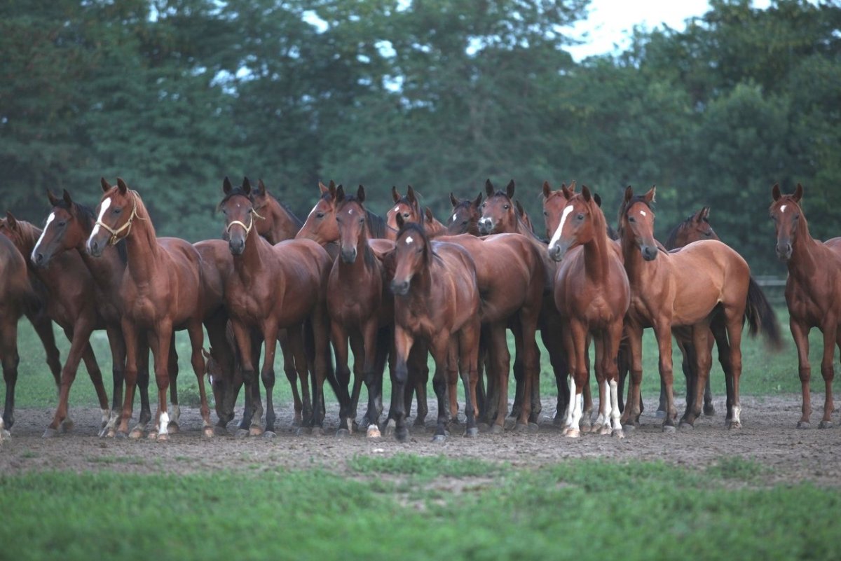 П Восход конный завод Новокубанский район