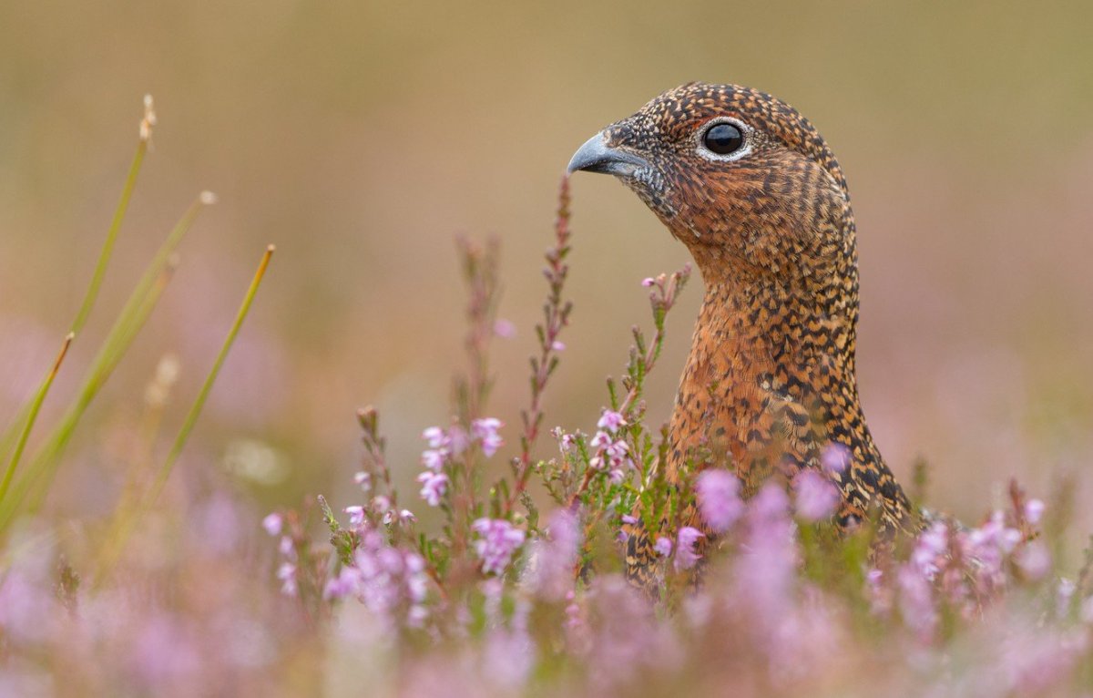 Жаворонок полевой Жаворонок