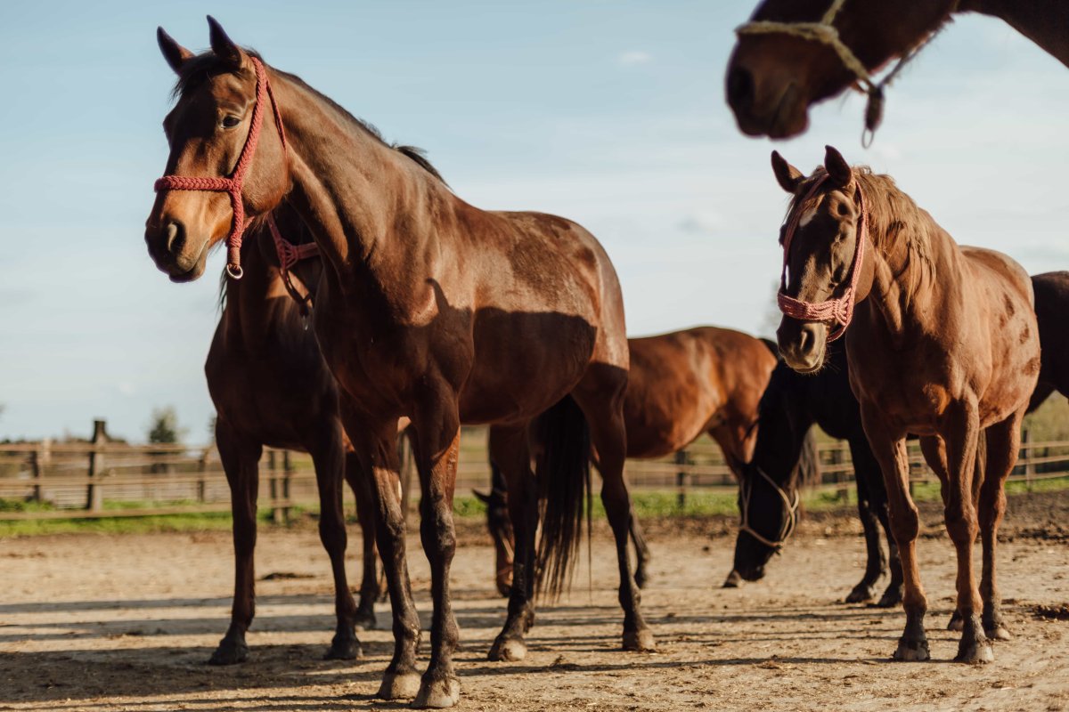 Кустанайская порода лошадей