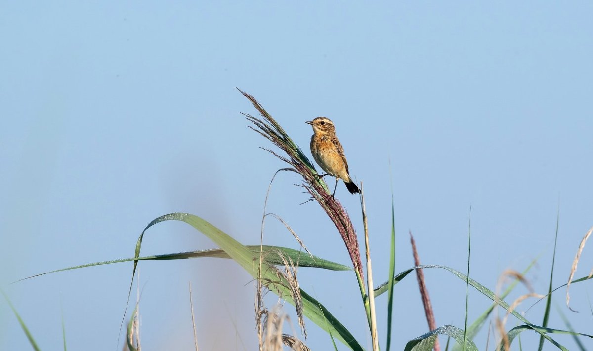 Луговые обитатели