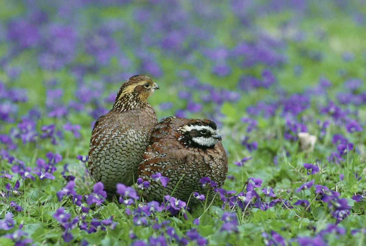 Пейзаж с голубями