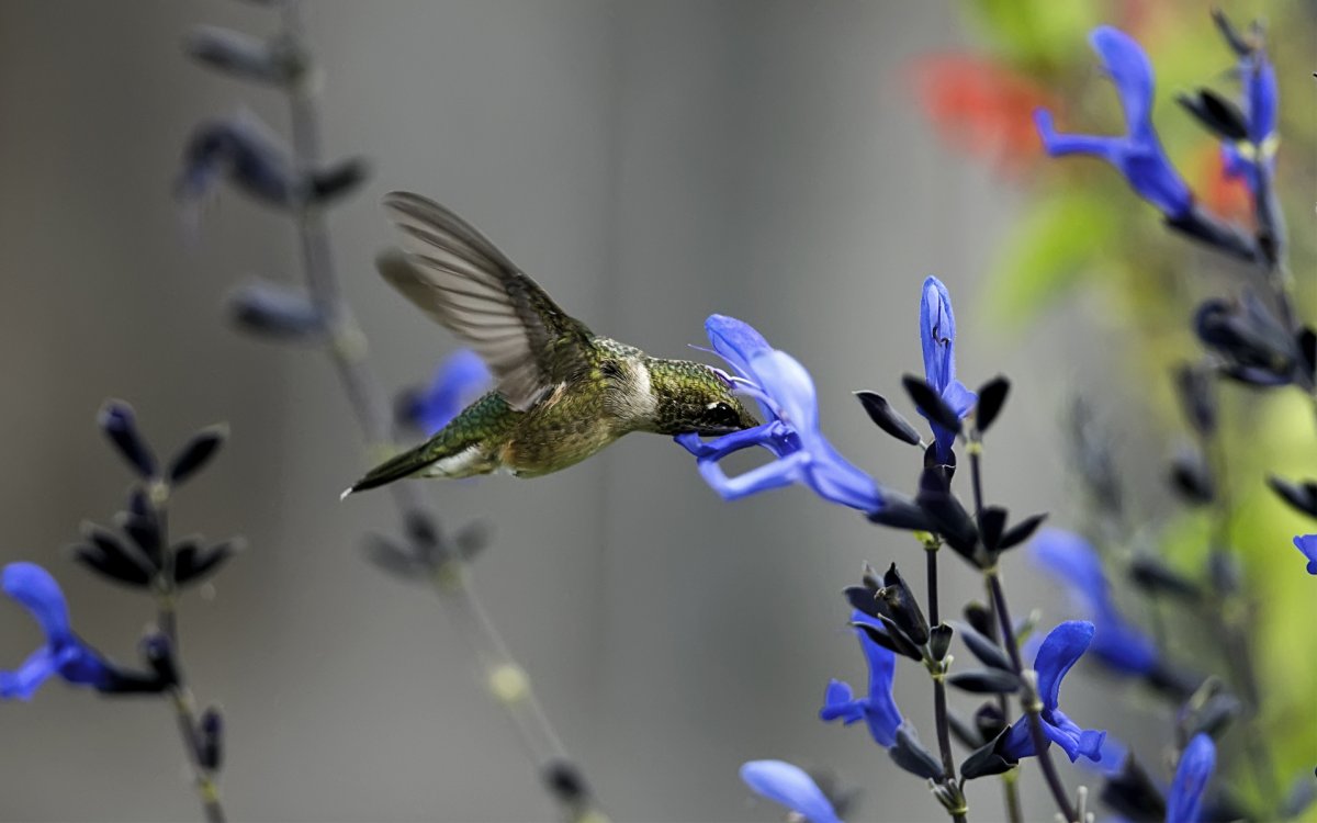 Гуси на траве