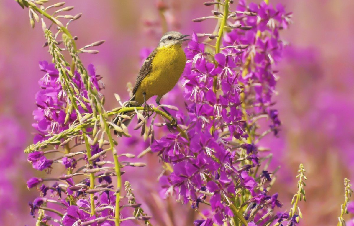 Птицы на лугу