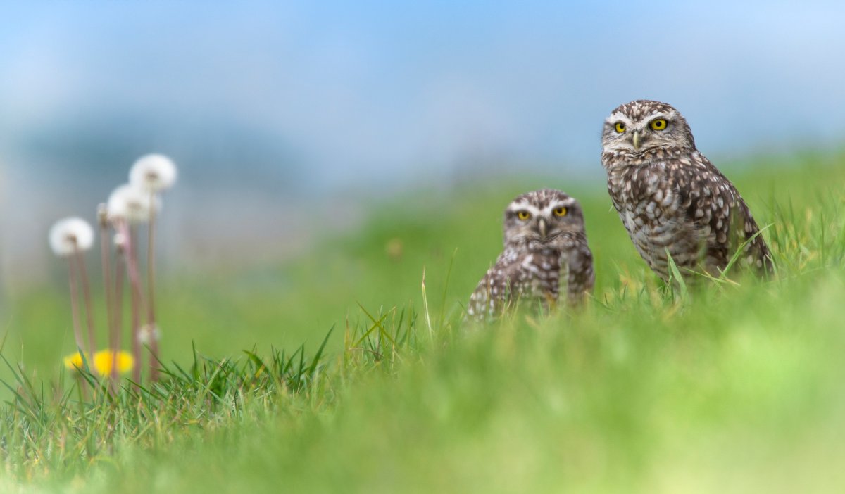 Милые животные на природе