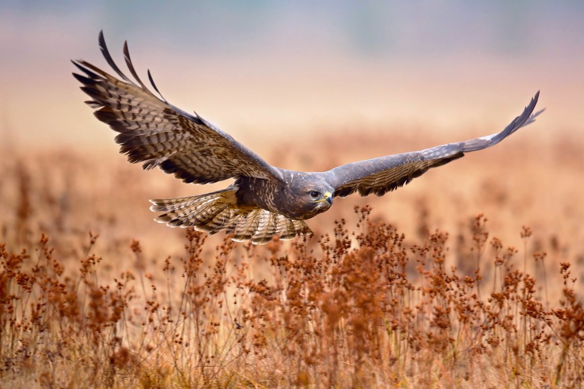 Птица в траве