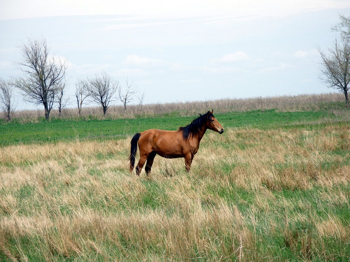 Верблюдоводство в Калмыкии