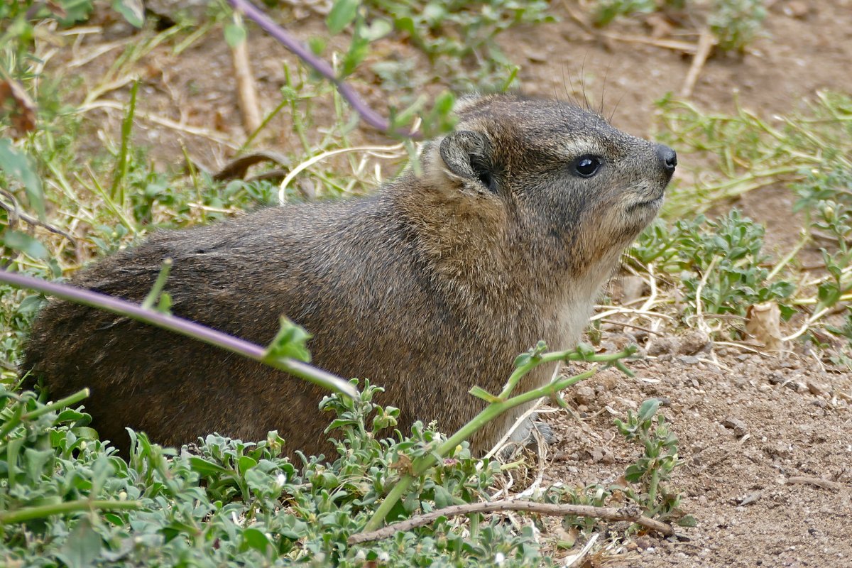 Даман скальный (Procavia capensis)
