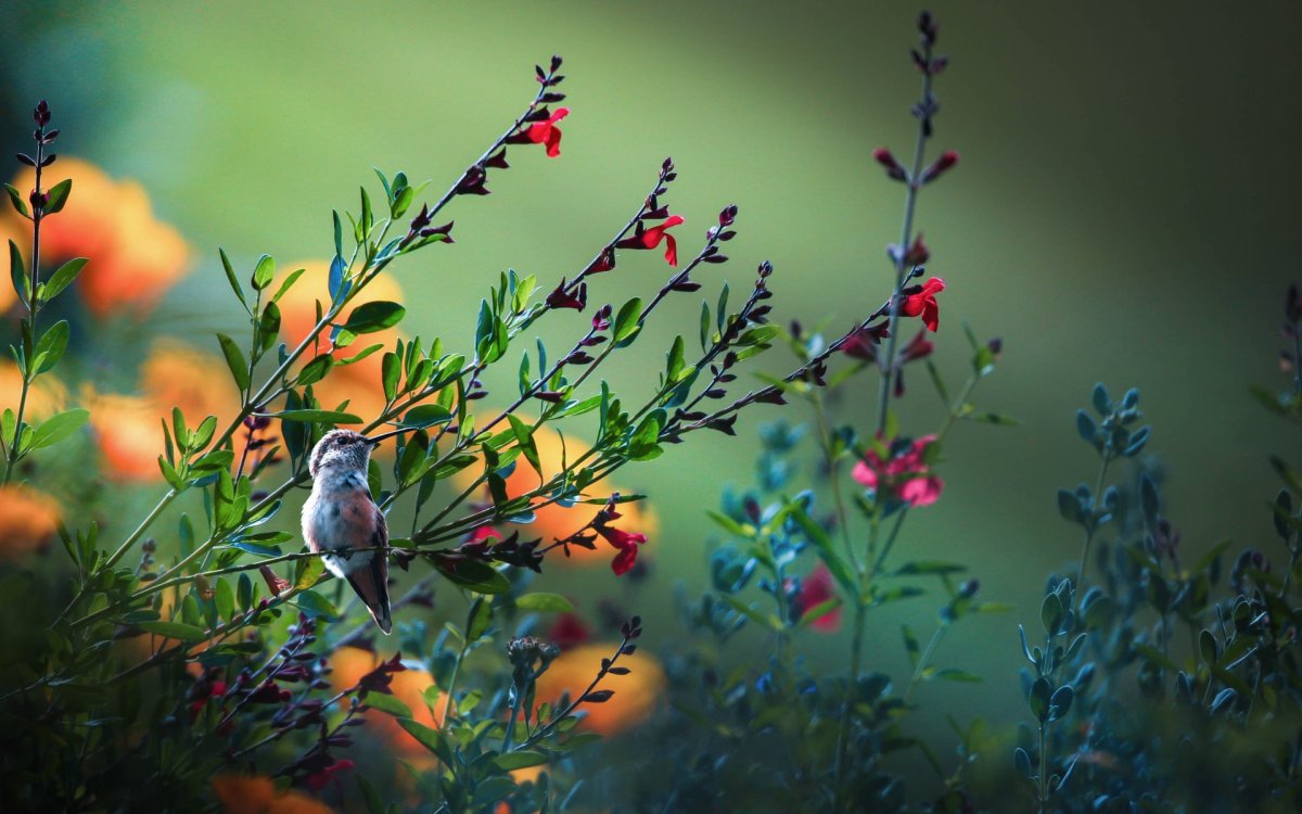 Птицы полей и лугов