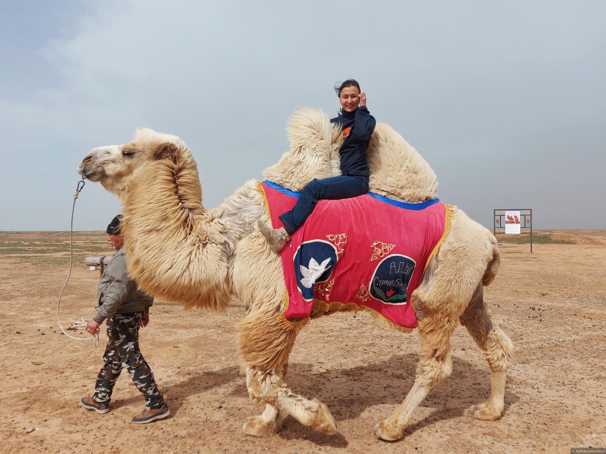 Верблюжий остров Элиста