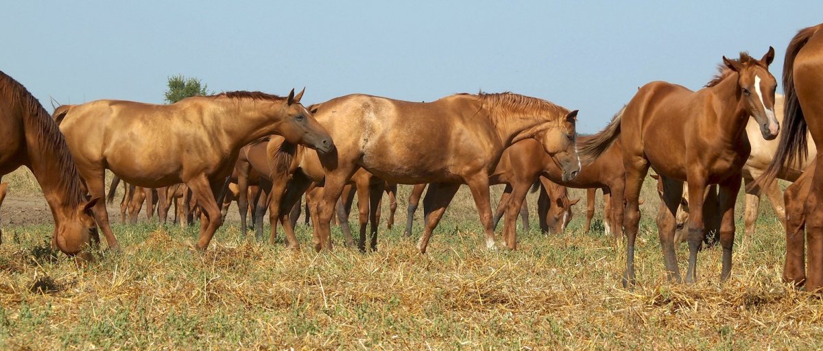 Коневодство в Калмыкии