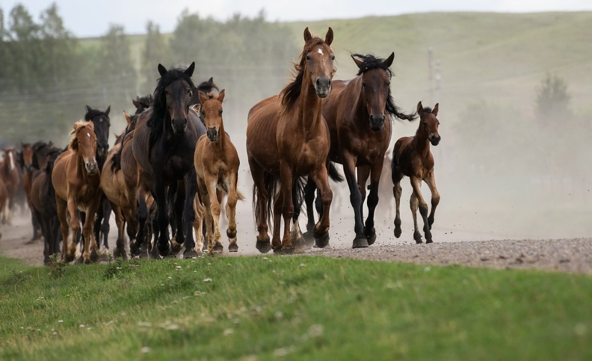 Табун башкирских лошадей