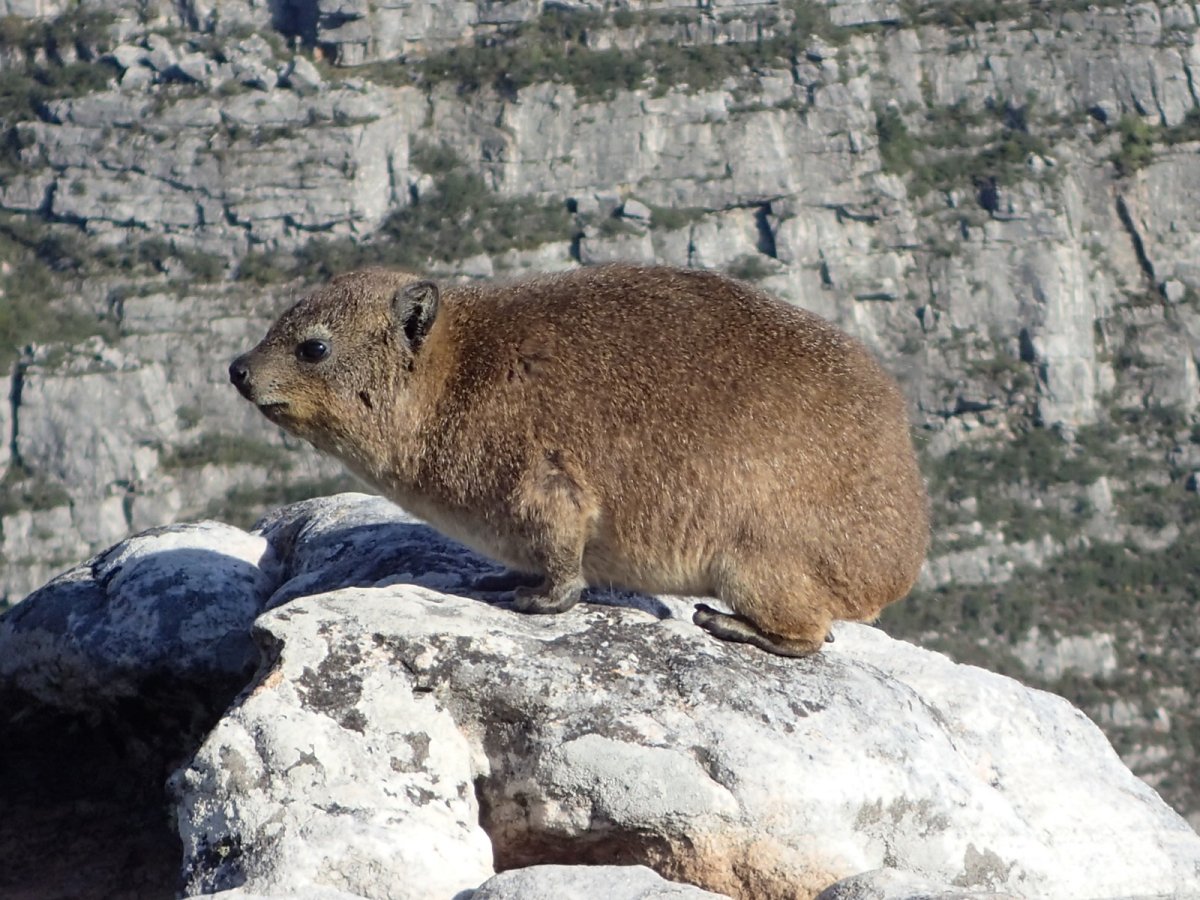 Rock Hyrax