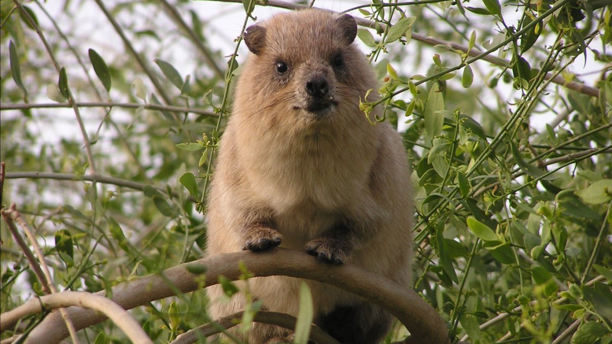 Доман животное