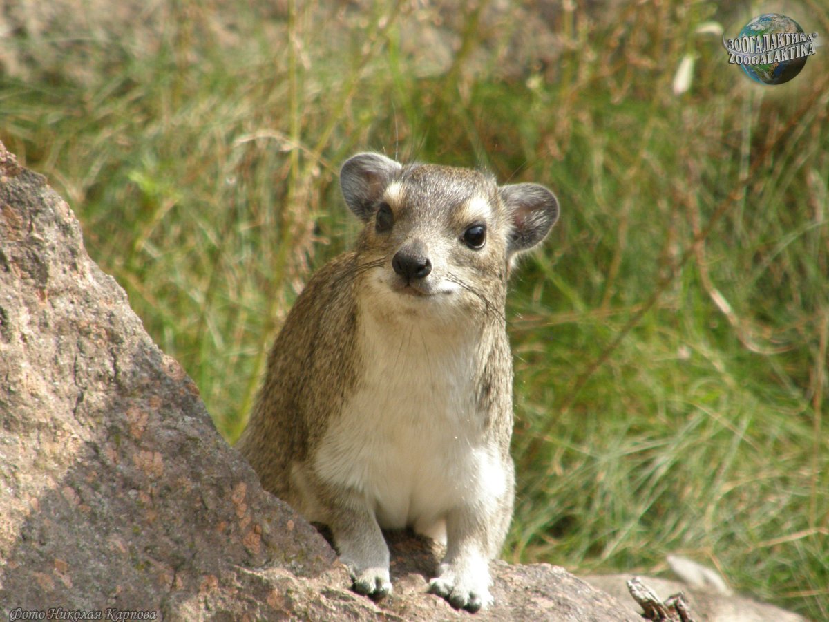 Отряд даманы представители
