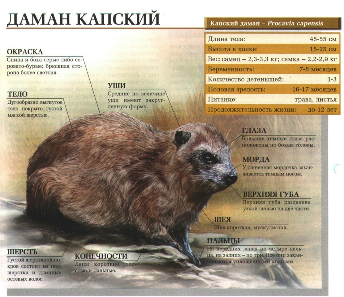 Даманы представители