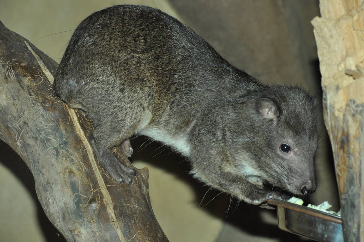 Древесный Даман