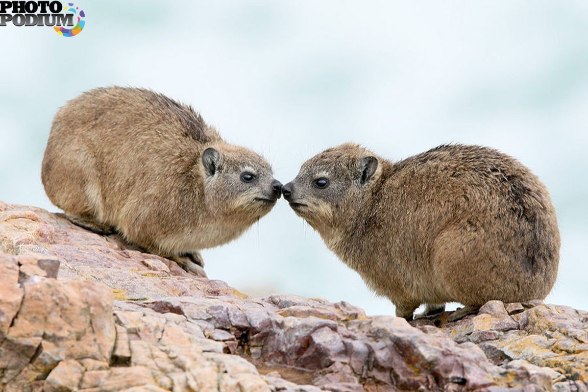 Капский Даман