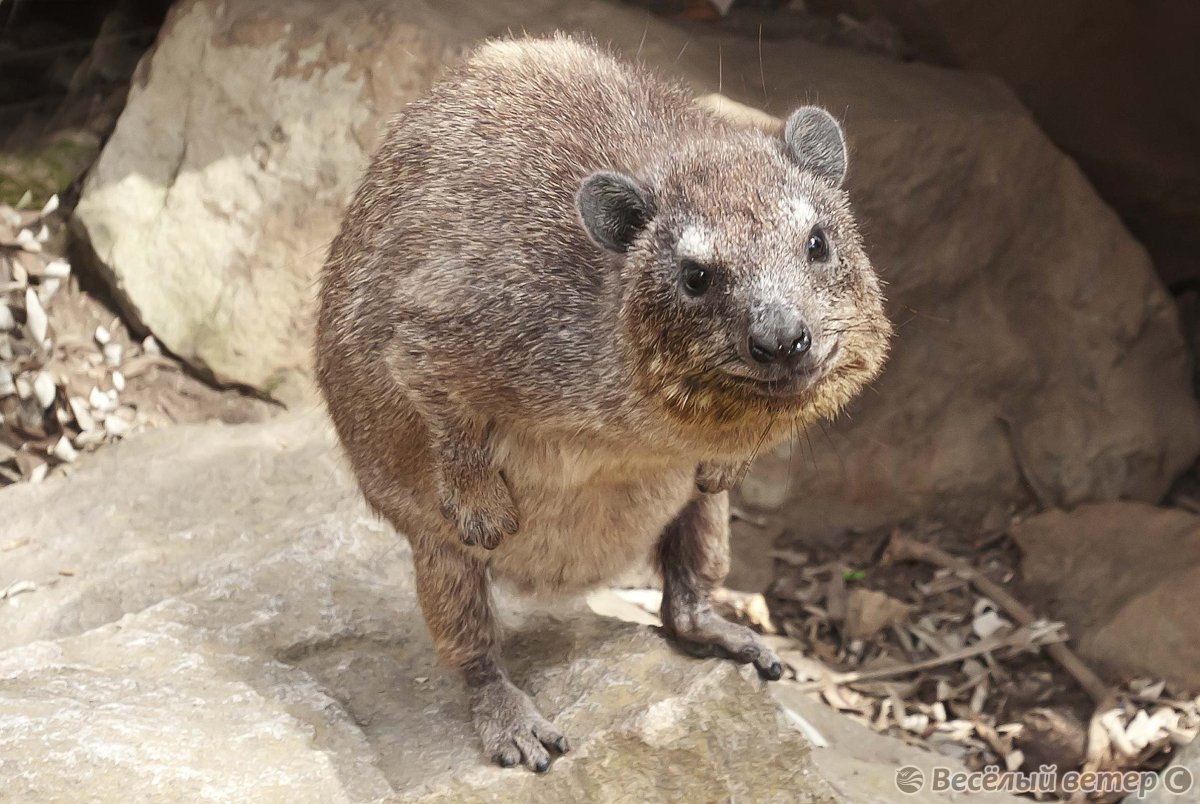 Даман Брюса