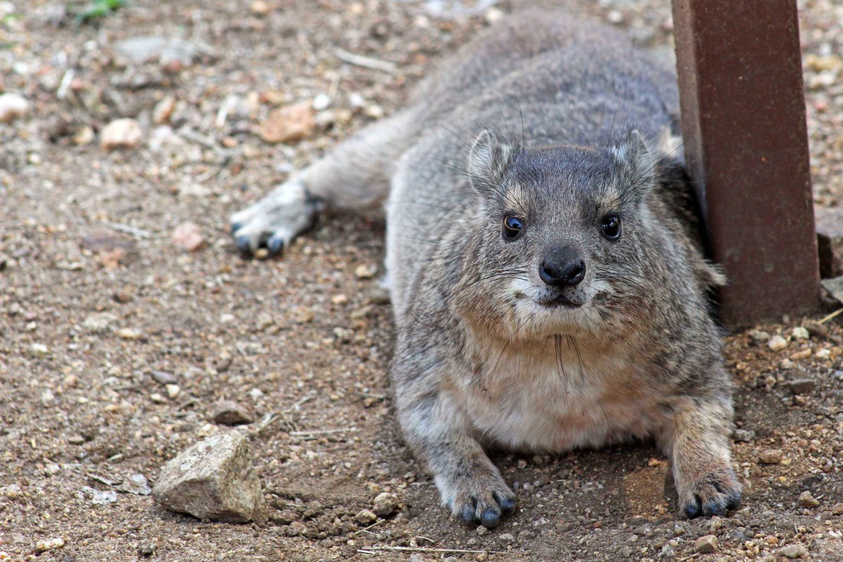 Rock Hyrax
