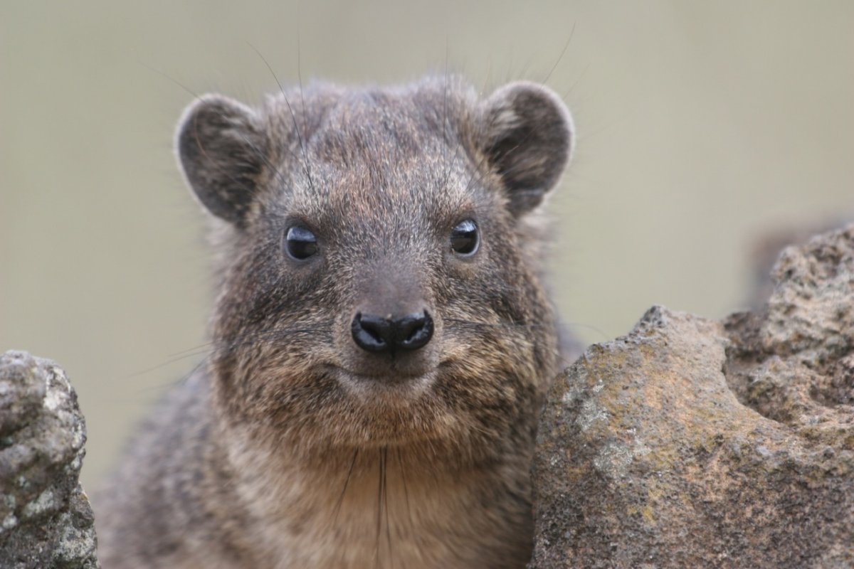 Лорен Хантер Даман