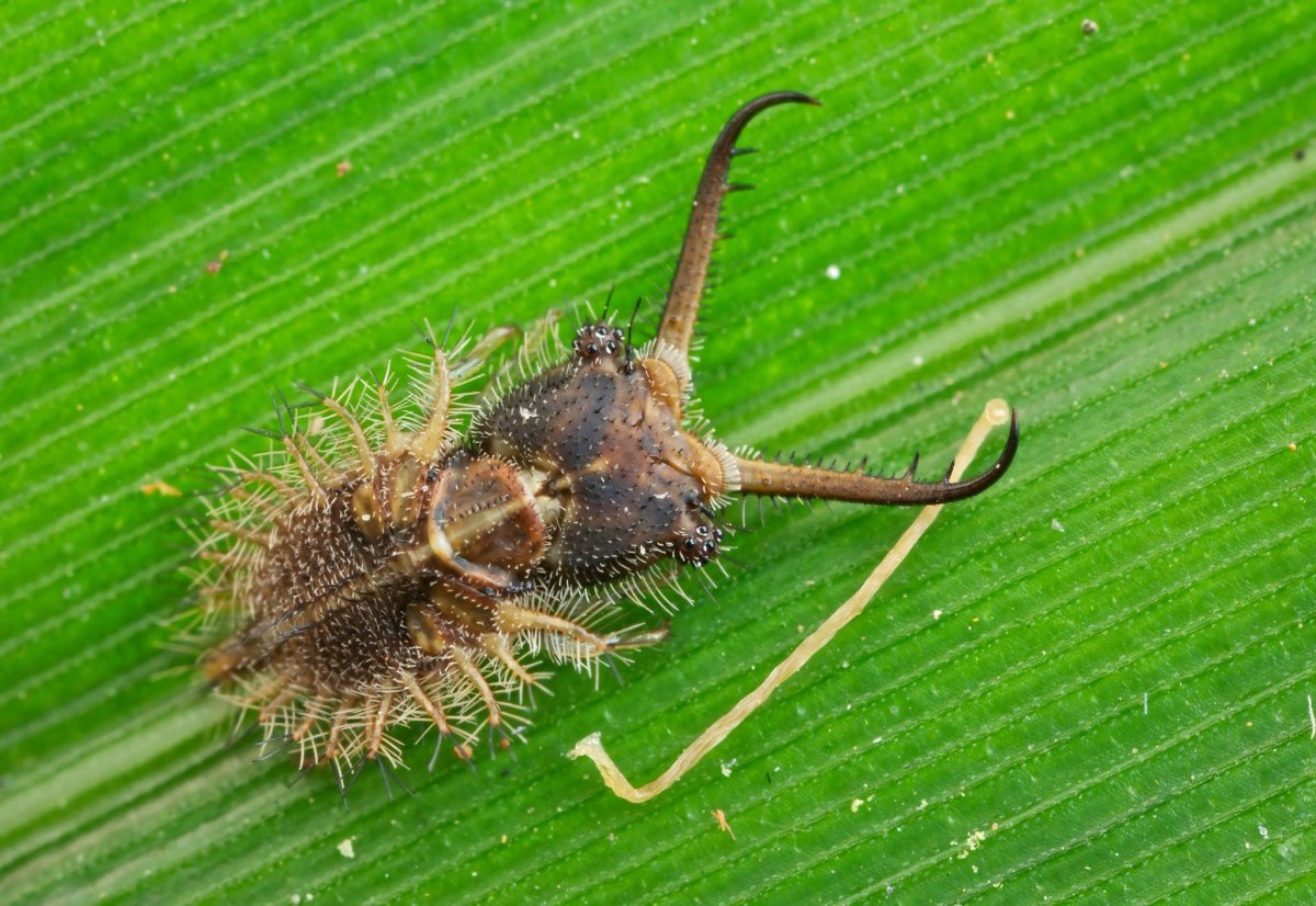 Муравьиный Лев насекомое