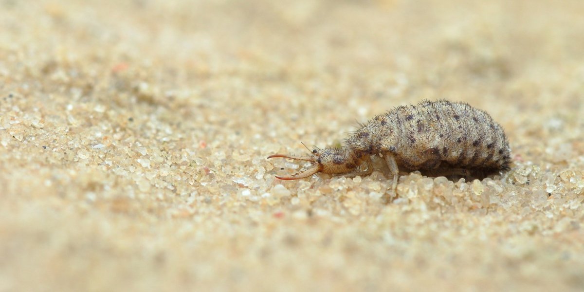 Муравьиный Лев взрослая особь