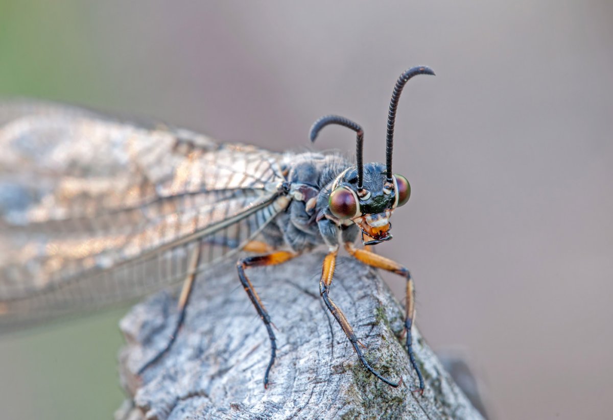 Муравьиный Лев Европейский