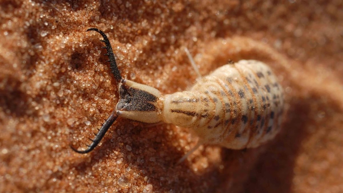 Муравьиный Лев Туранский